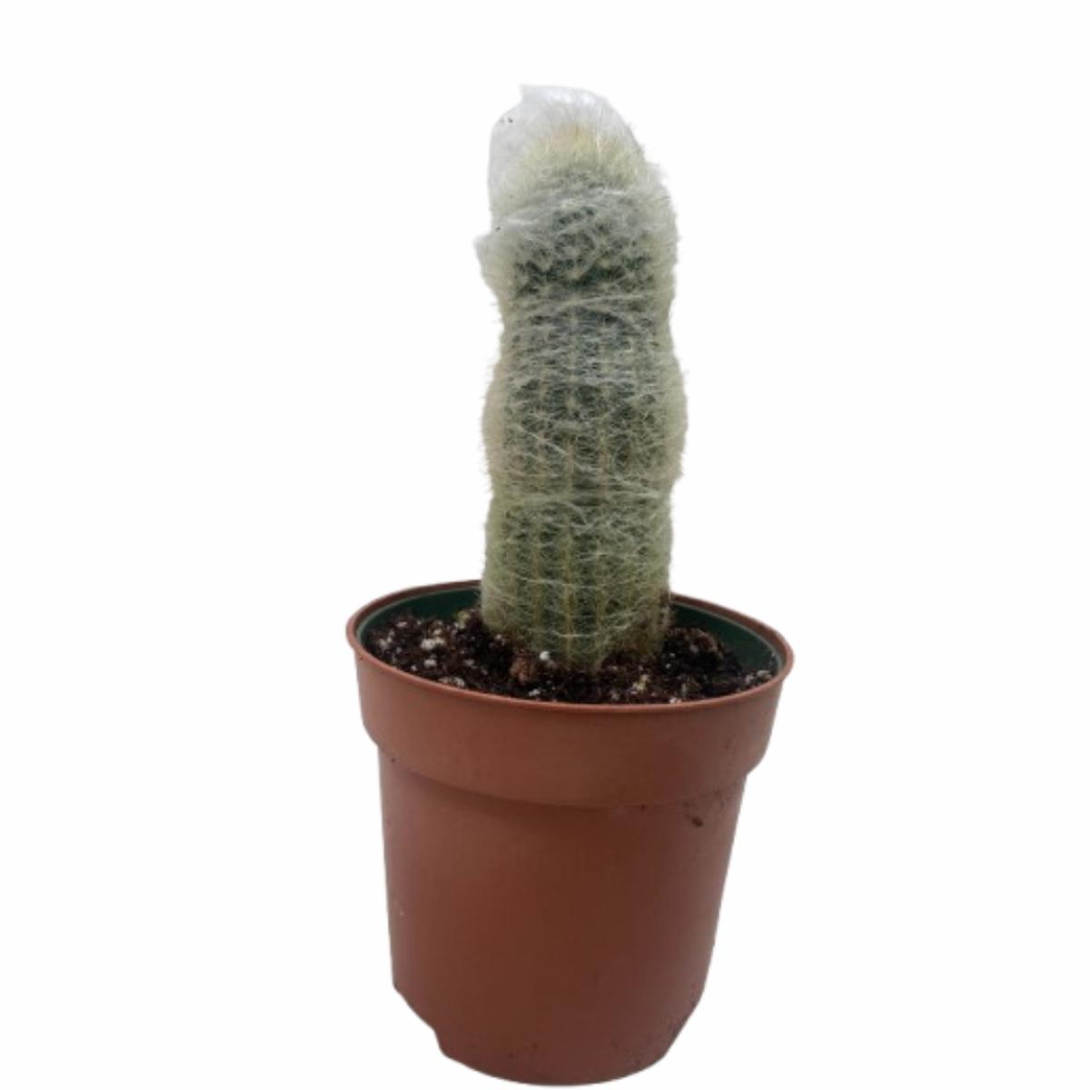 Succulent Cactus Old Man