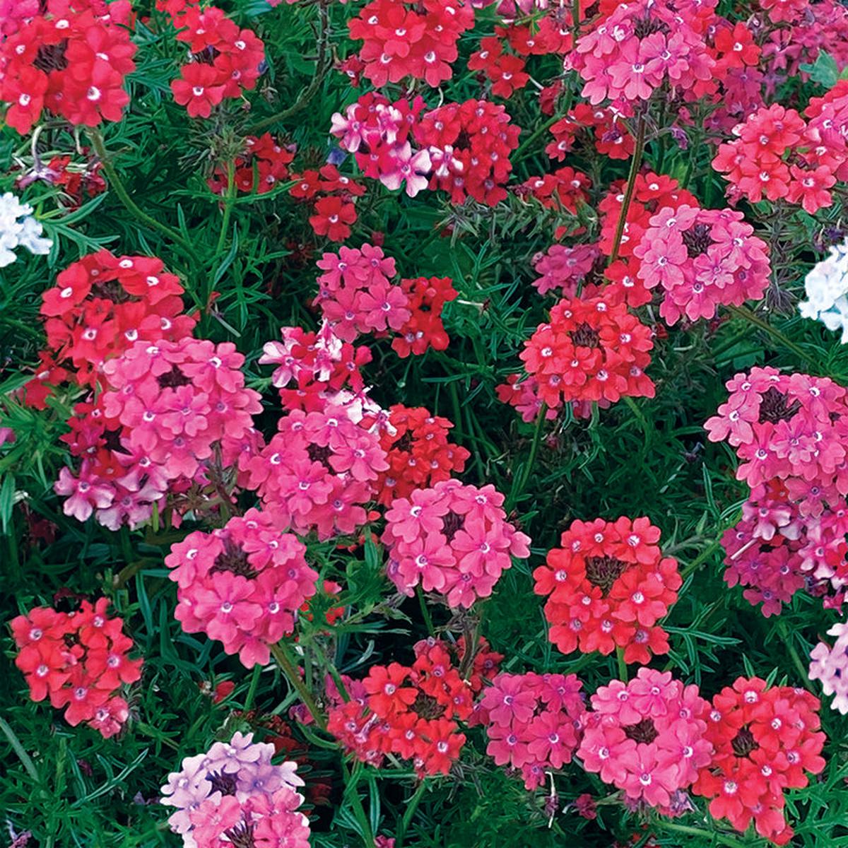 Sweetheart Kisses Moss Verbena Seeds