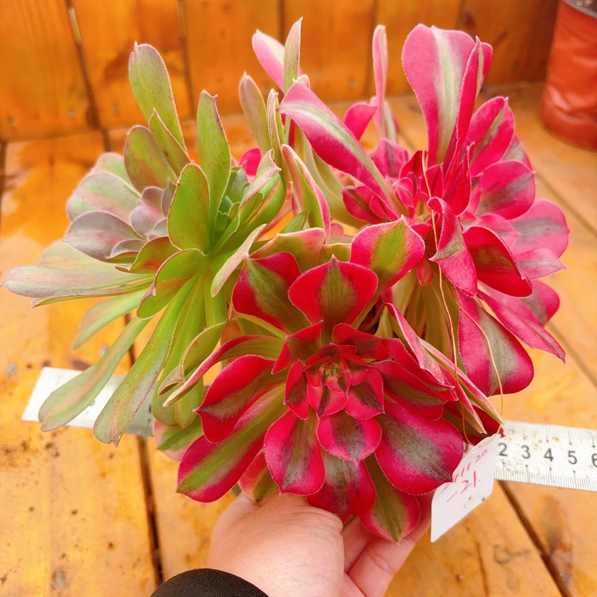 UniqueNo.241102-21.2 Species in 1Aeonium Pink Witch&MiddleCluster.Sizes Shown in Photos.