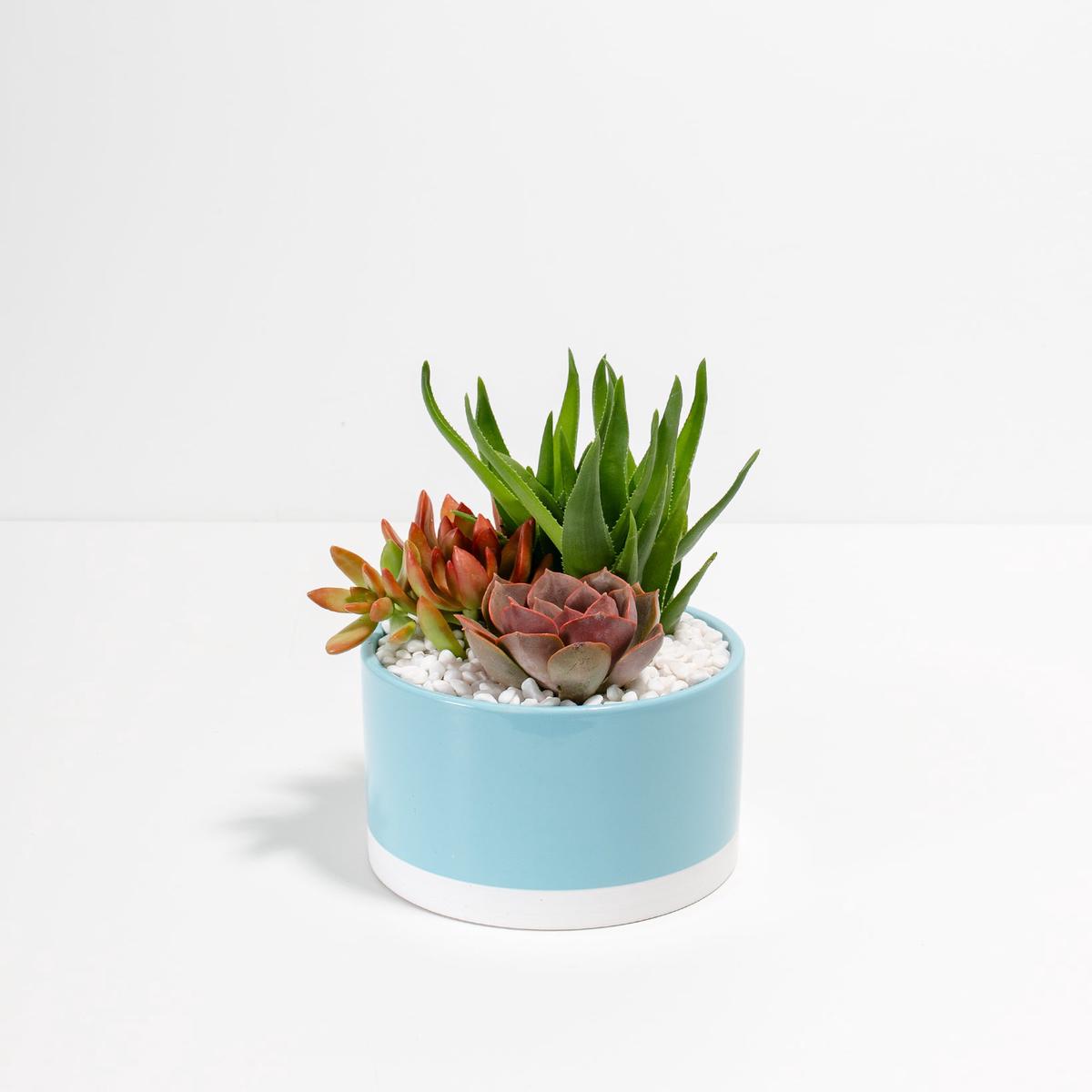 Very Buzzy Succulent Garden