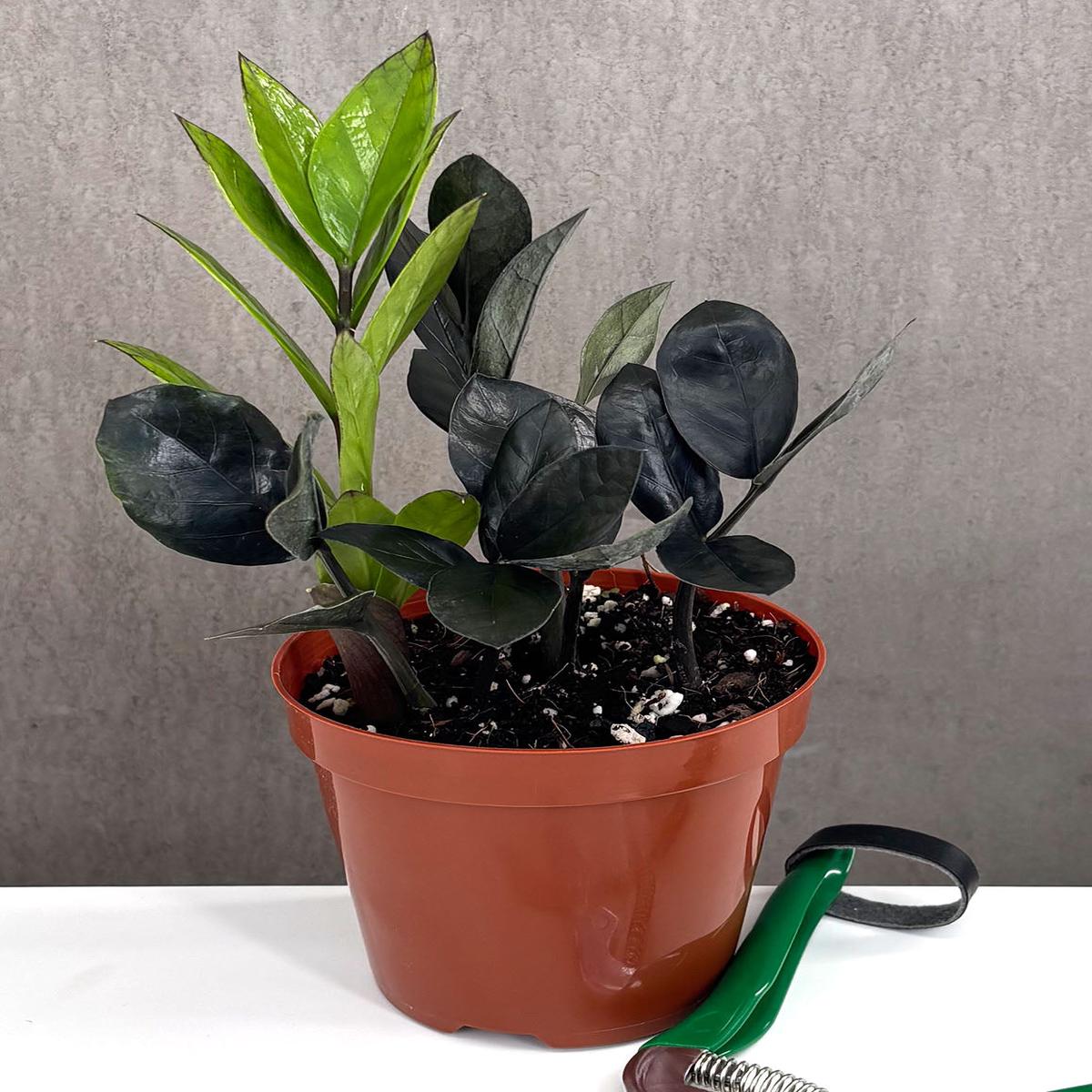 ZZ Plant Oscura