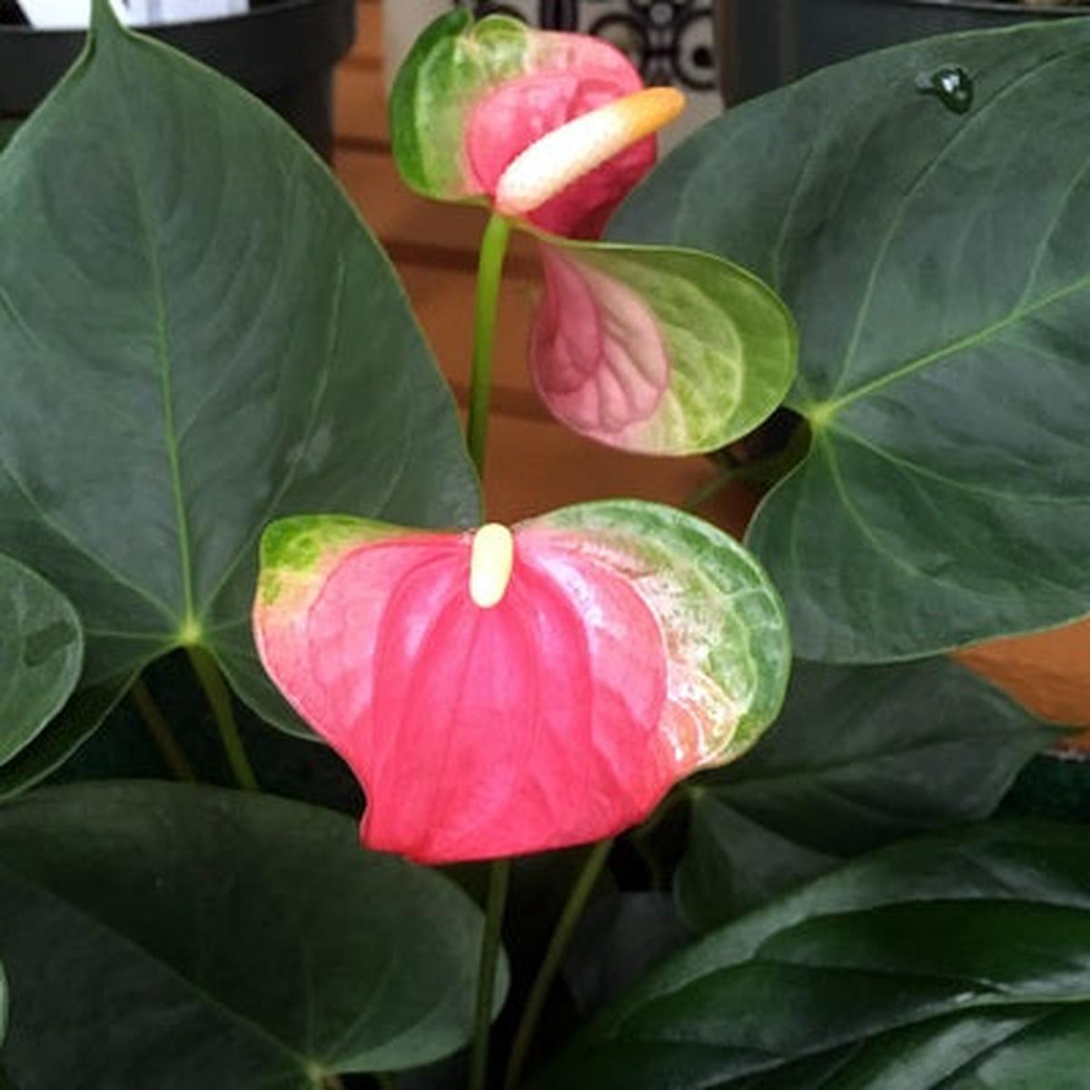 Anth. Pink Butterfly