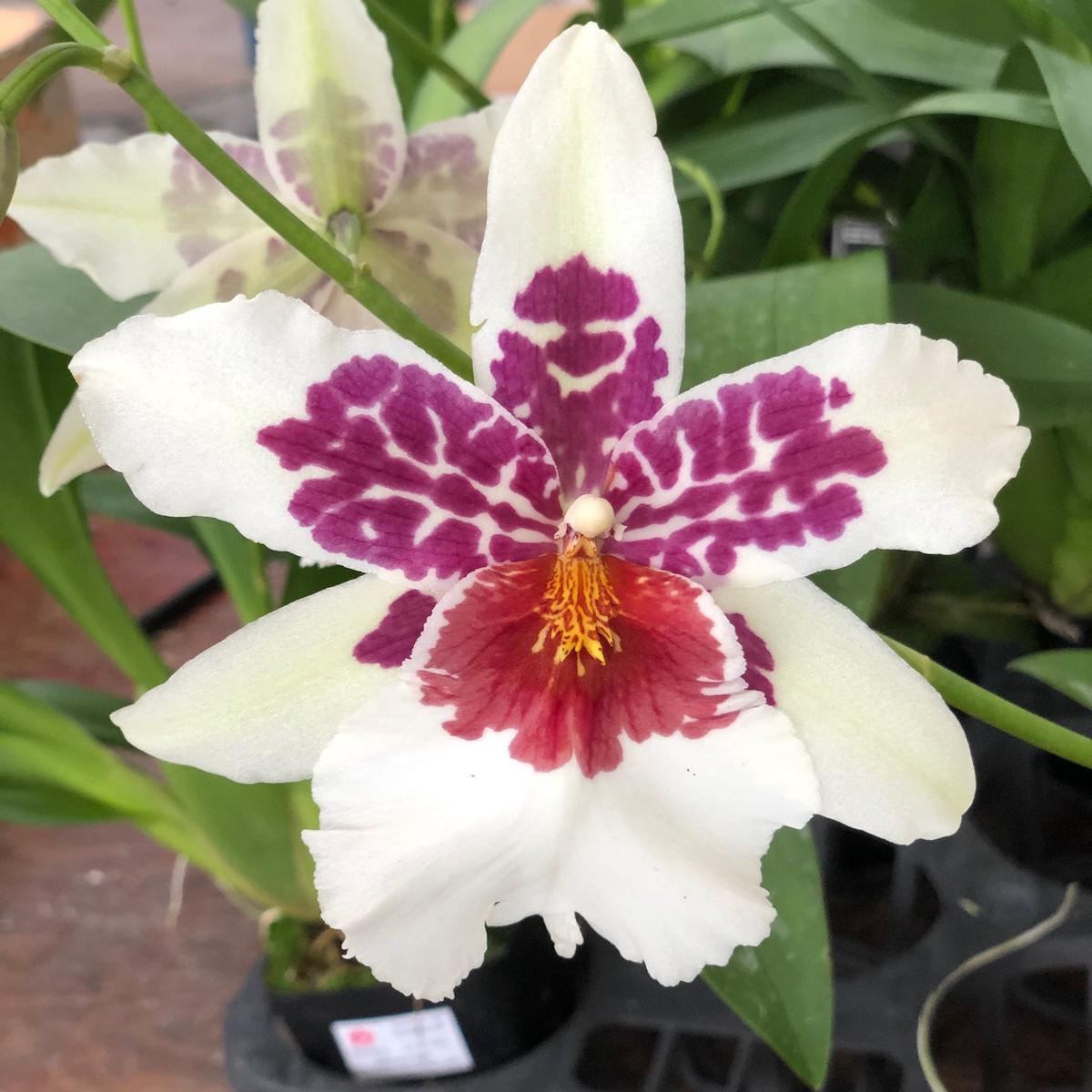 Bllra. Big Shot 'Hilo Sparkle' (4" Pot) - Buds