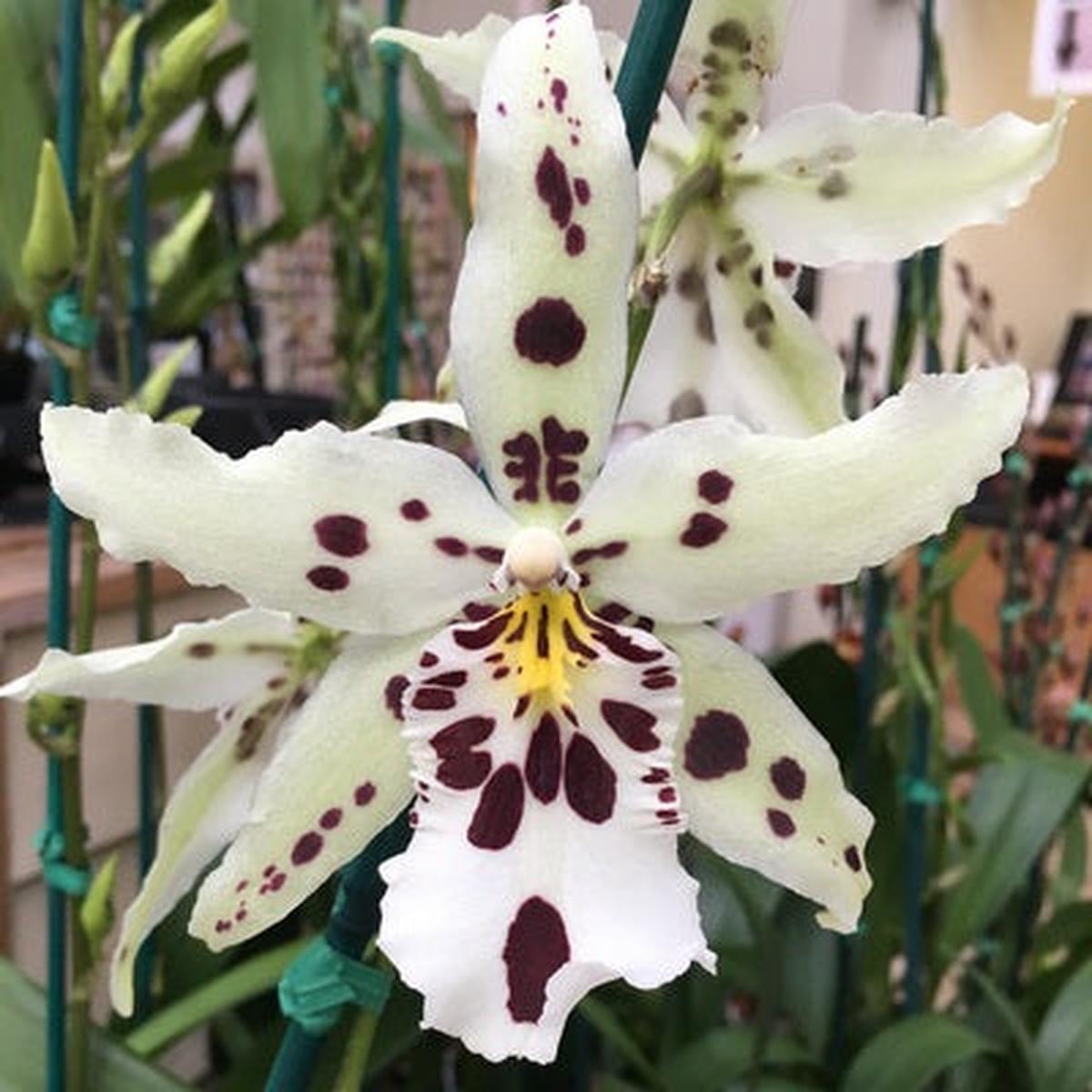 Bllra. Snowblind 'Sweet Spots'  (4" Pot) - Buds