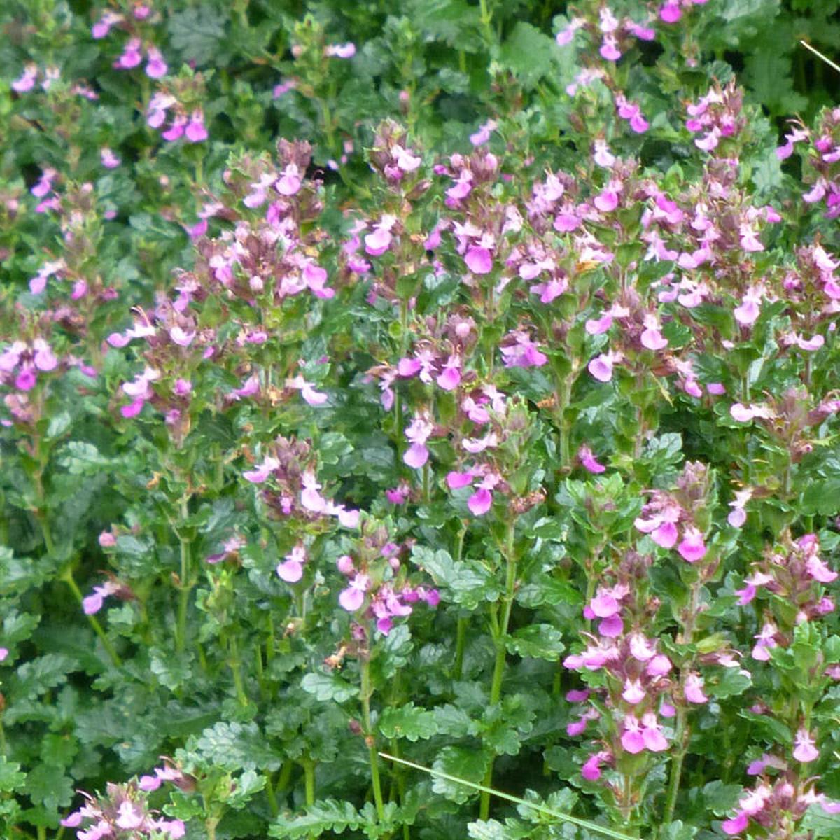 Compact Creeping Germander (Teucrium)