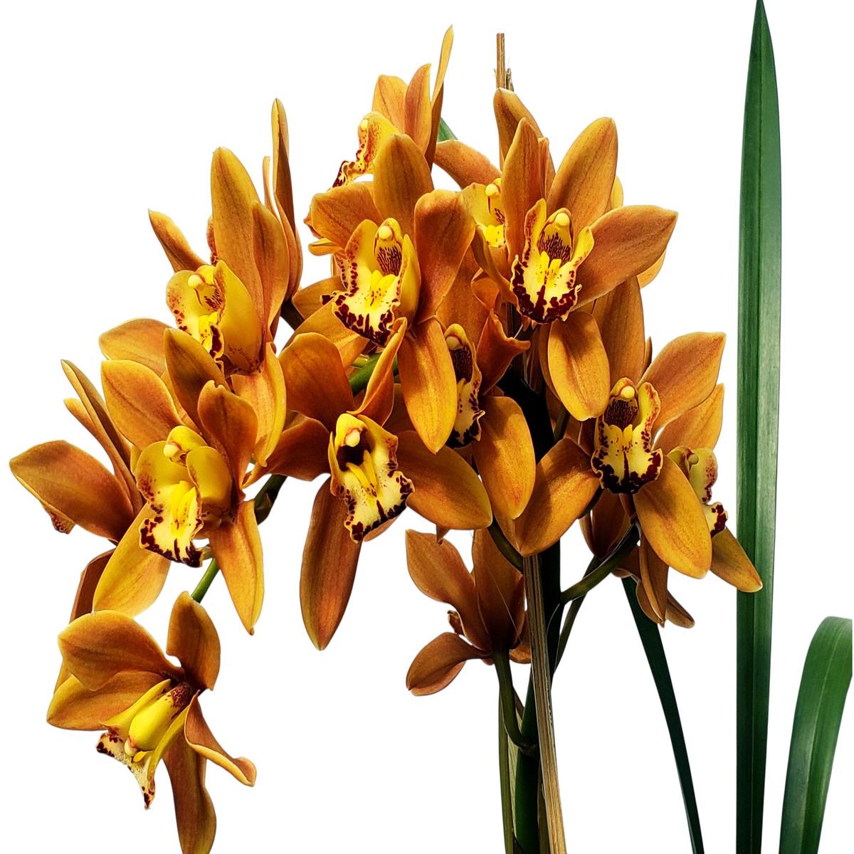 Cymbidium Green Glass Kimberly M390 (medium)