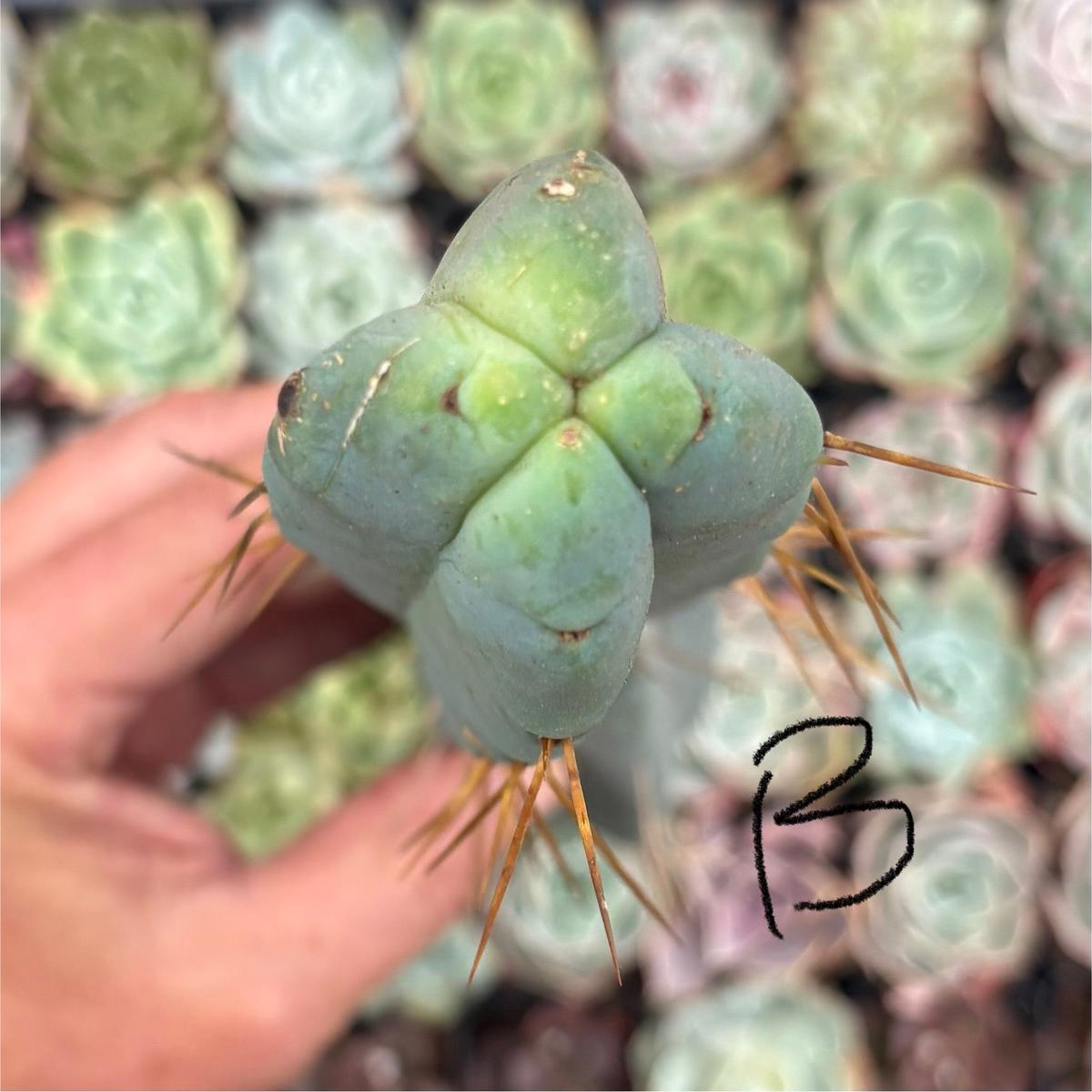 #EC09 Trichocereus  "Jiimz Four Rib Wind Bridgesii Cactus Specimens