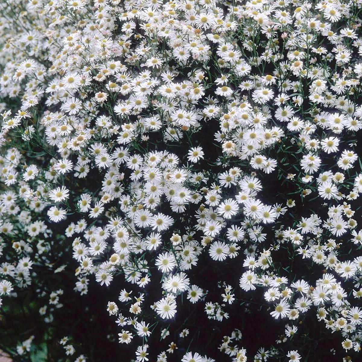 False Aster Seeds