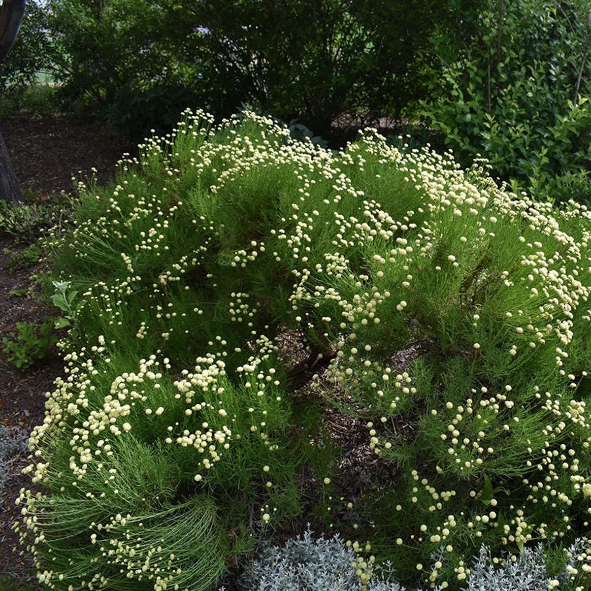 Green Santolina