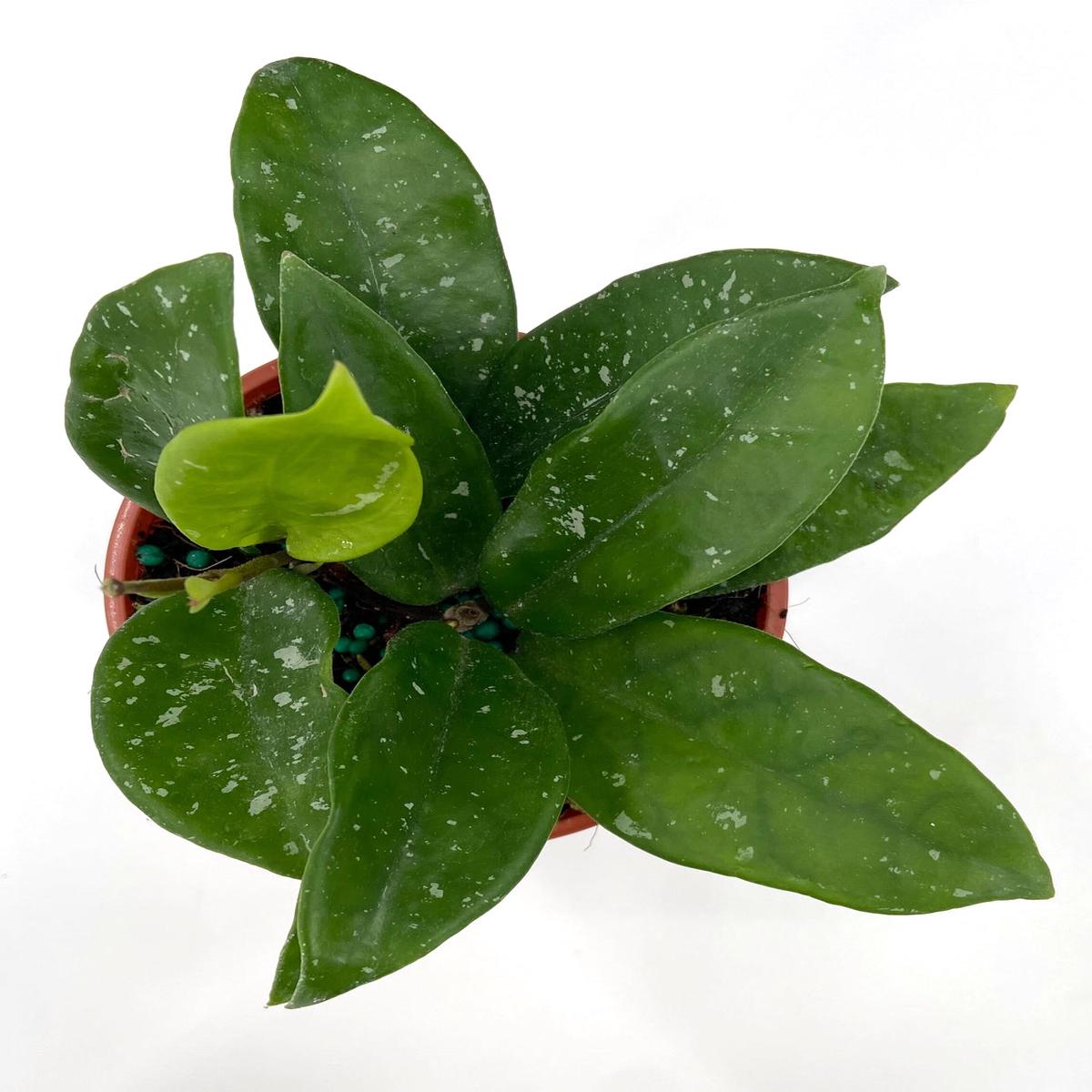 Hoya Brighton
