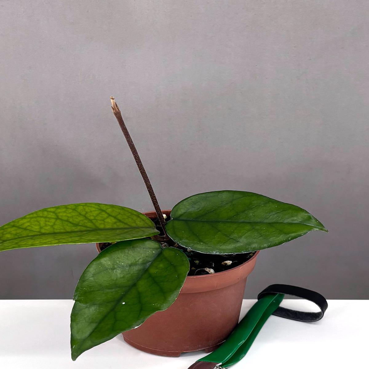 Hoya Dasyantha