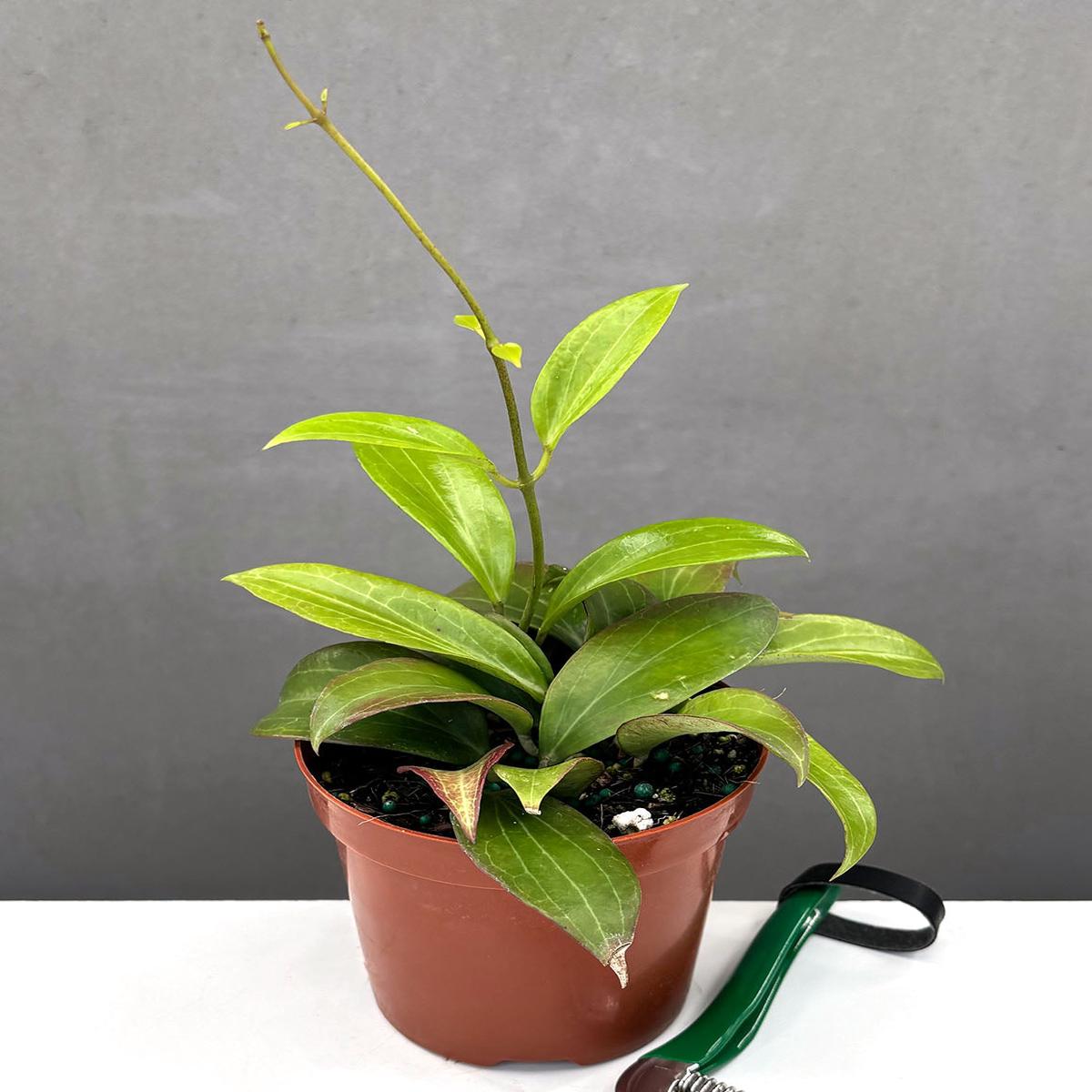 Hoya Merrillii (Long Leaf)