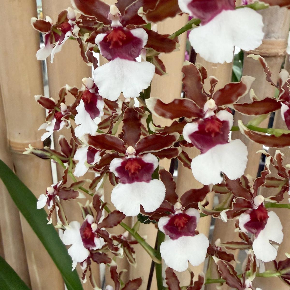 Onc. Pacific Pagan 'Kilauea' (4" Pot) - Buds