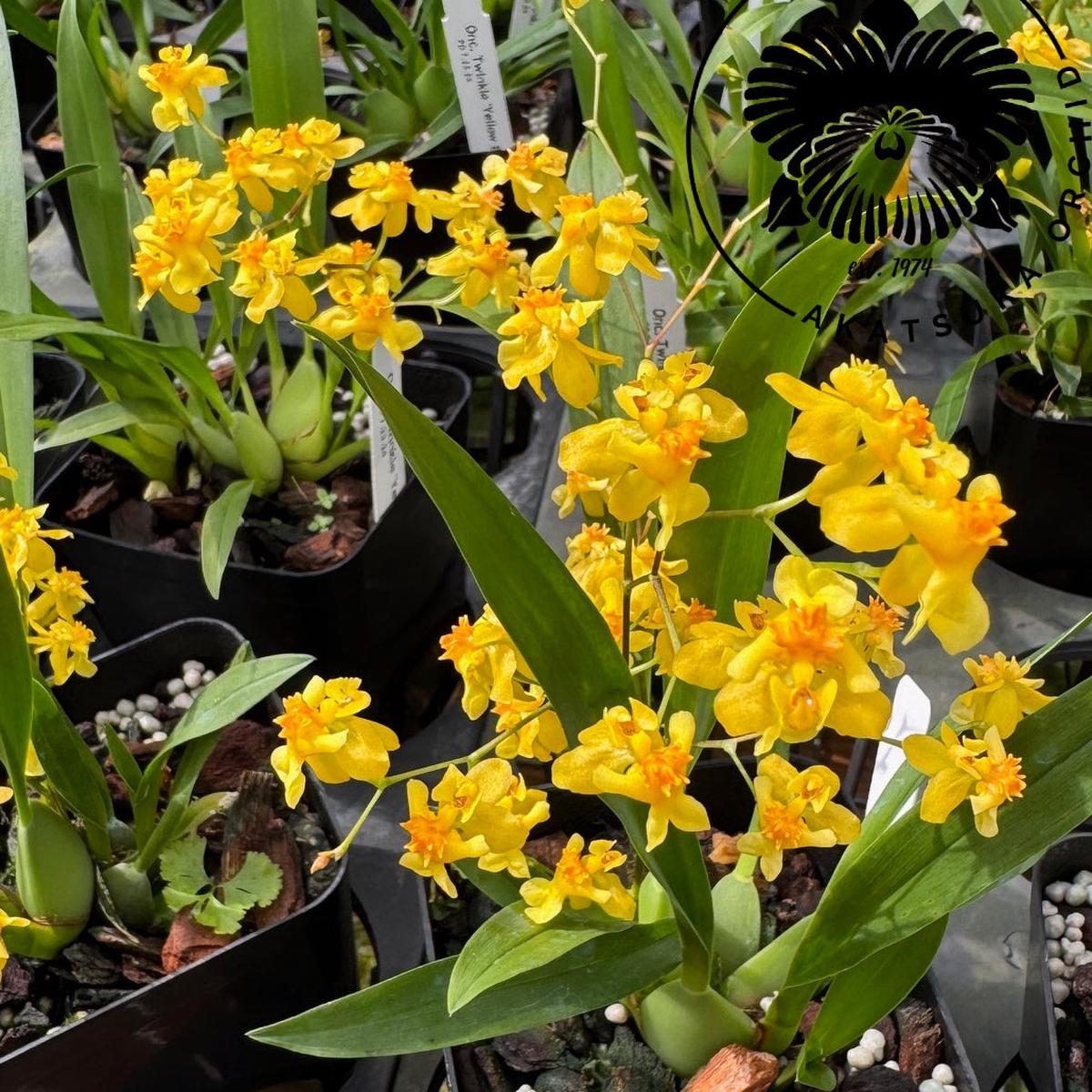 Onc. Twinkle 'Yellow Bird' (4" Pot) -Multi-spiking