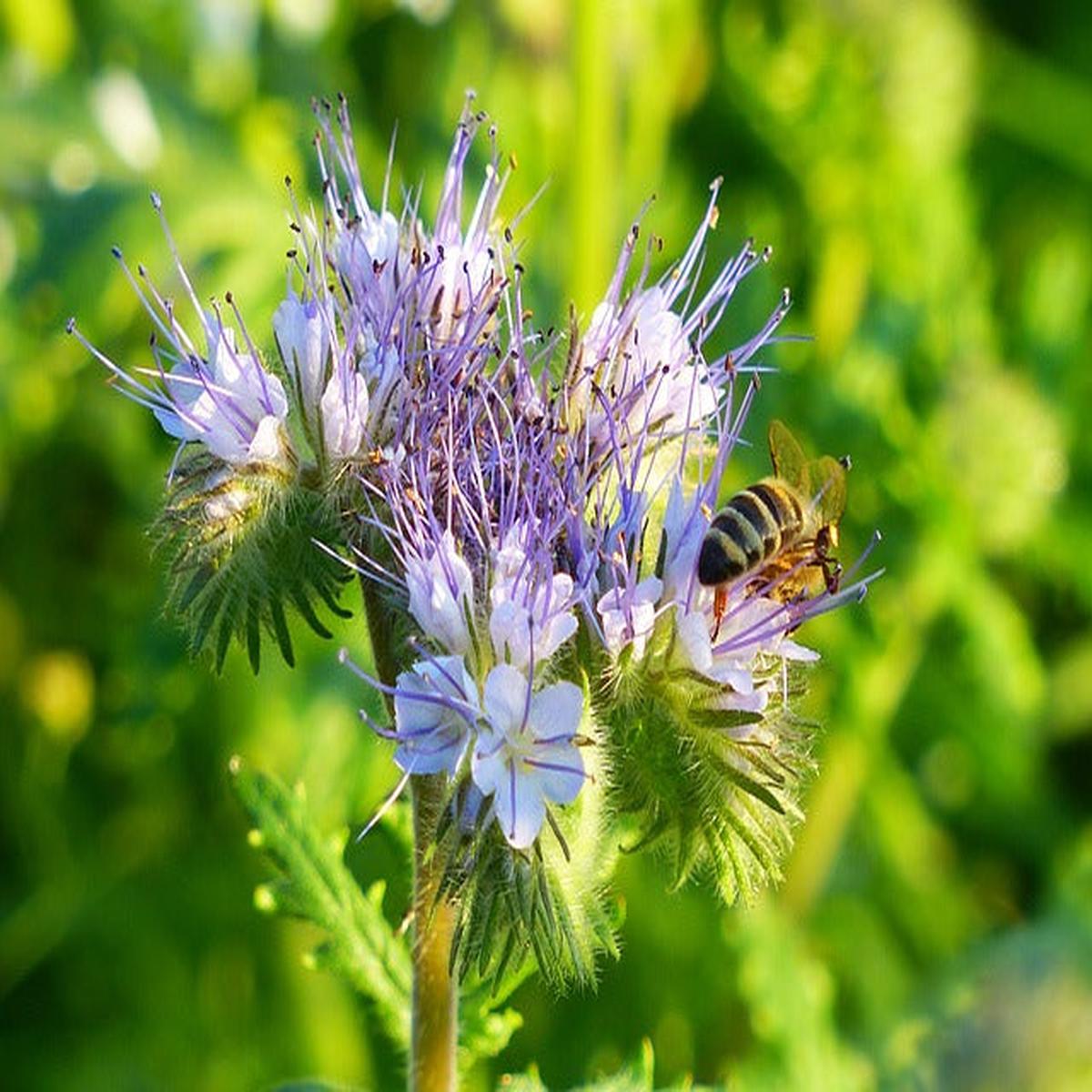 Phacelia Wildflower Seed - Coated