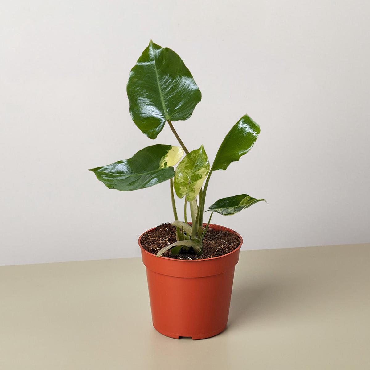 Philodendron Burle Marx Albo