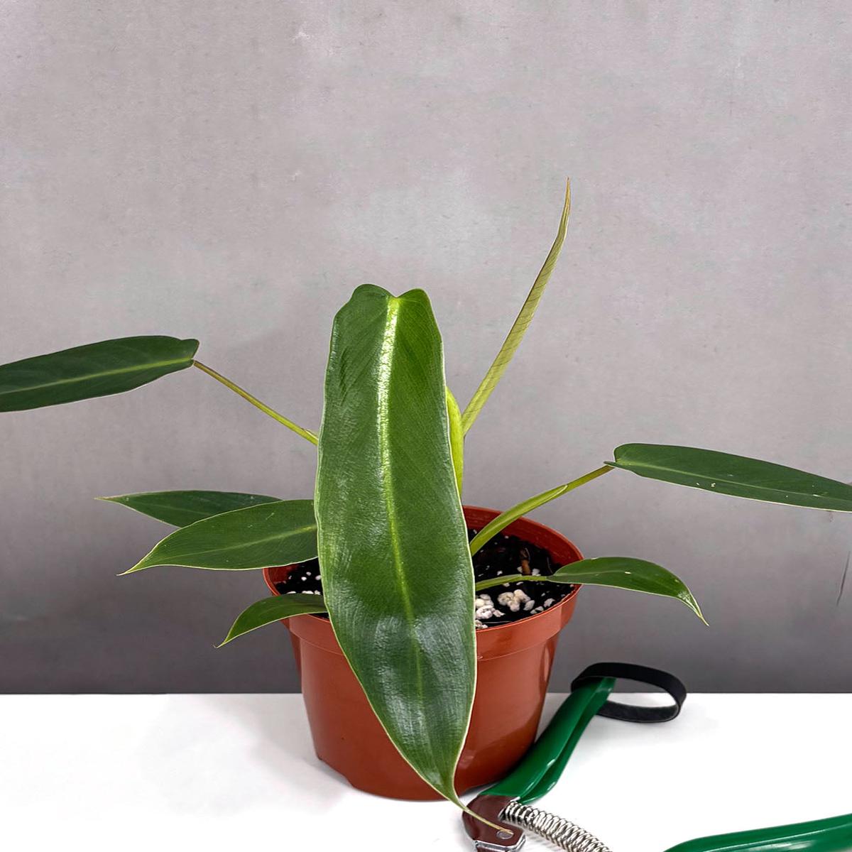 Philodendron Spiritus Sancti