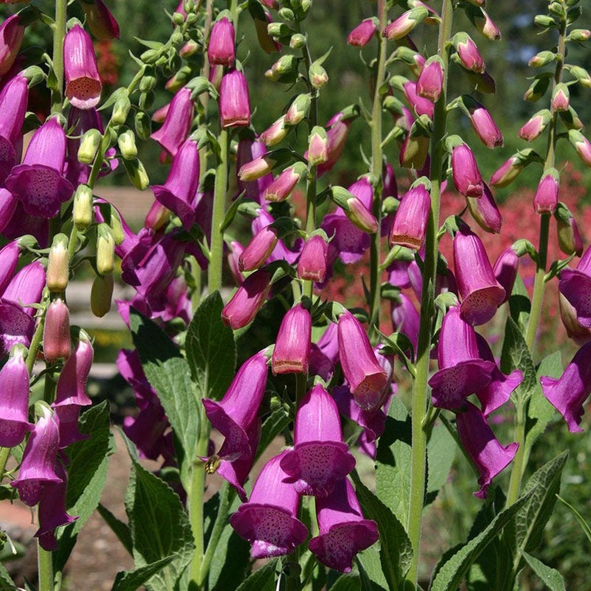 Spanish Peaks Foxglove