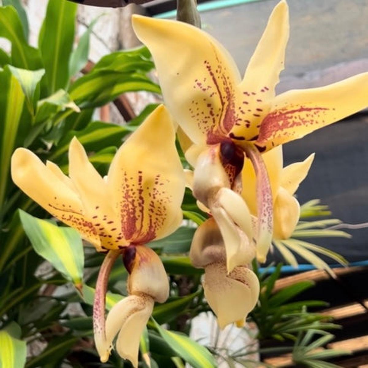 Stanhopea assidensis x nigroviolacea The Predator