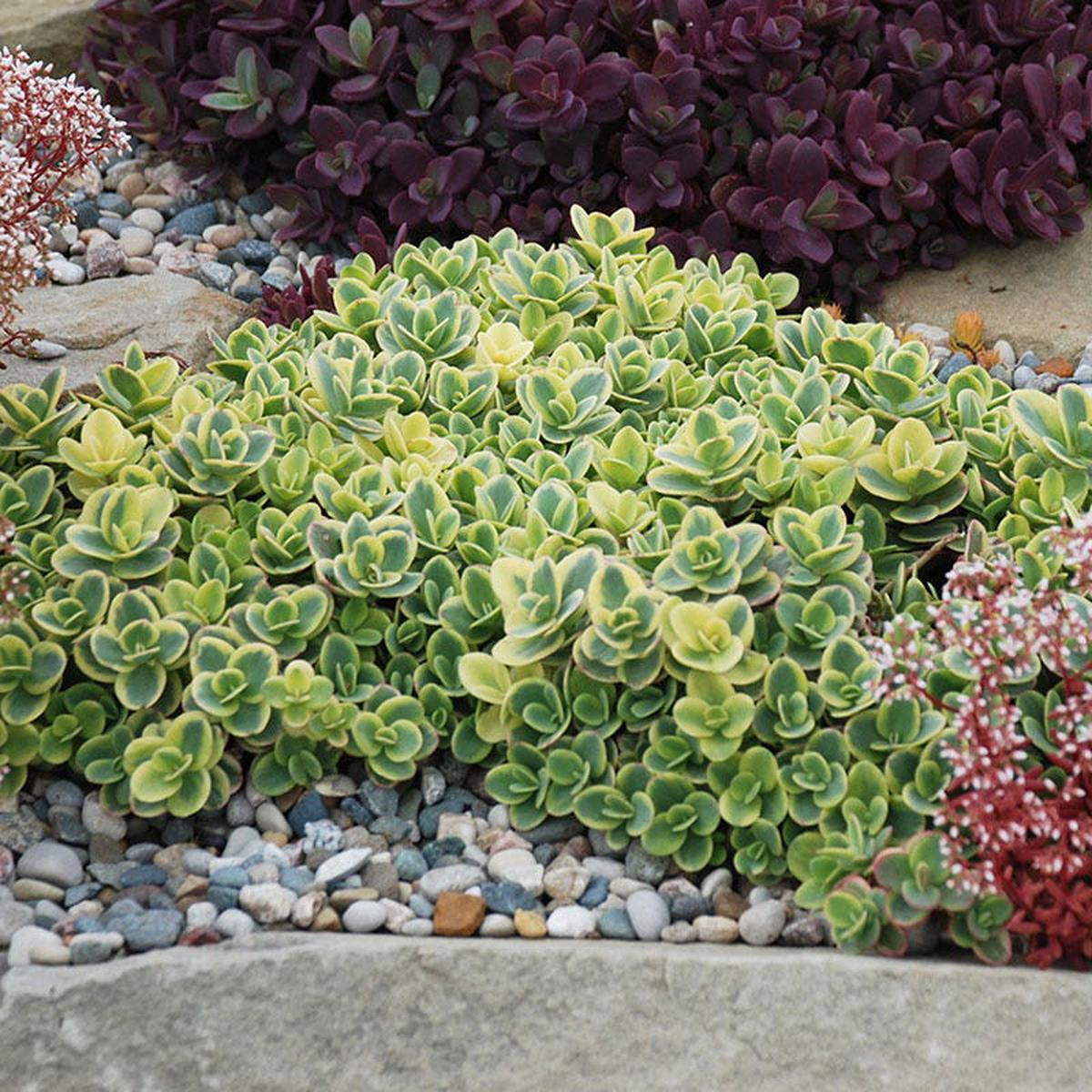 SunSparkler Lime Twister Sedum