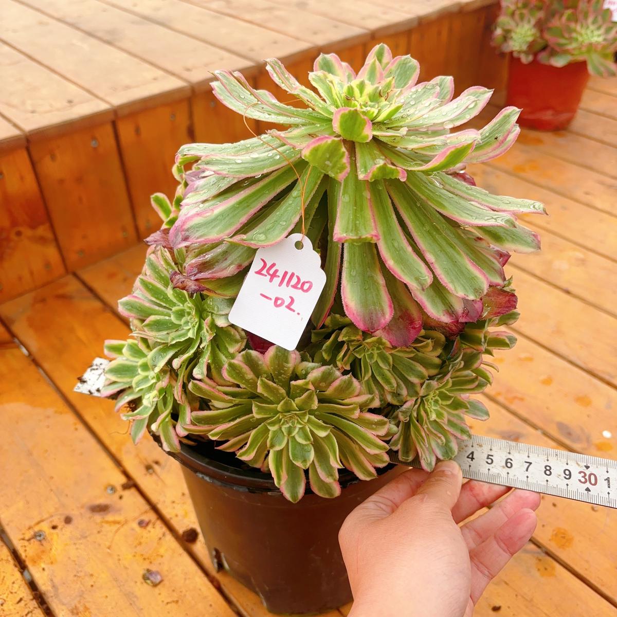 UniqueNo.241102-02.Aeonium Candy BombCluster.Sizes Shown in Photos.