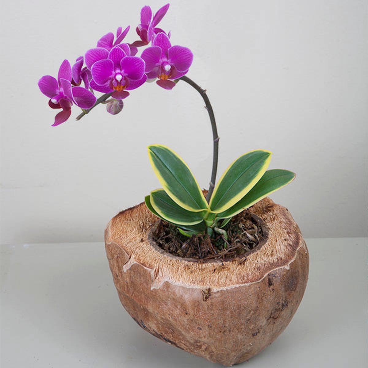 Variegated Phalaenopsis Coffey (Phalaenopsis hybrid)