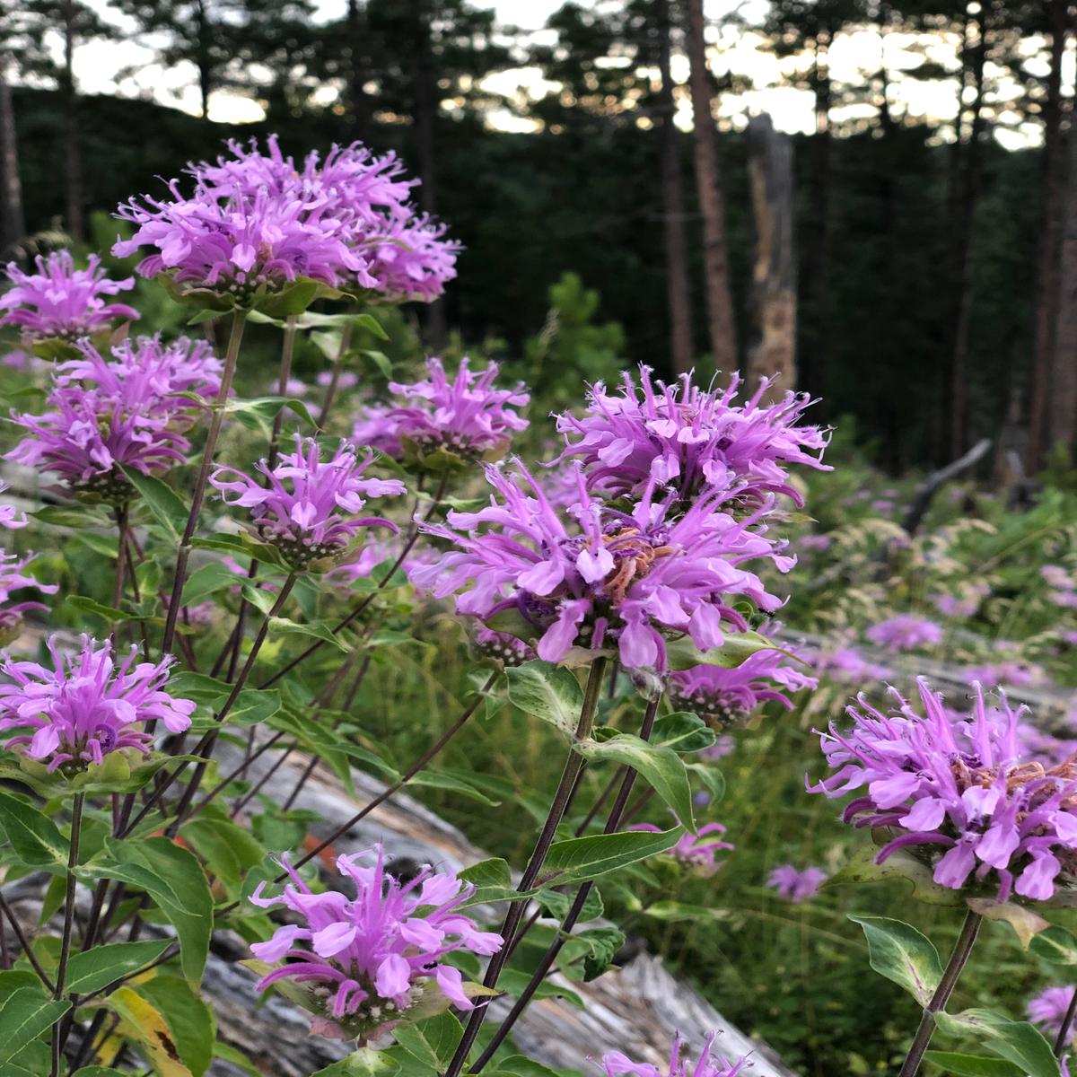 Wild Bergamot Wildflower Seed