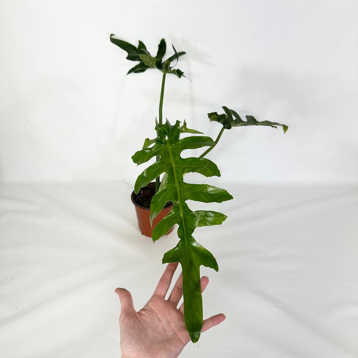Z-4682 - Philodendron 'Bob Cee (Non-TC)