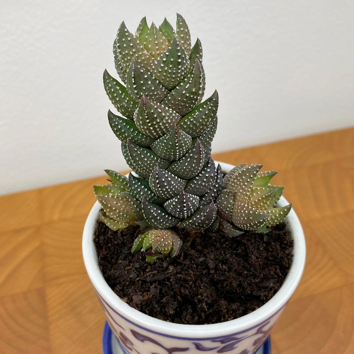 Zebra Wart Haworthia (Haworthiopsis reinwardtii)