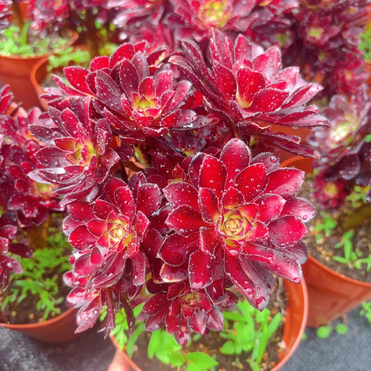 Aeonium CharmclusterAt least 6 heads15-20cm