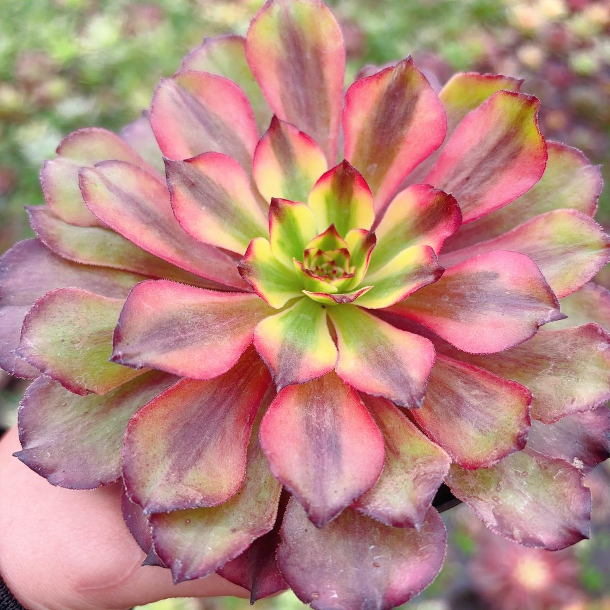 Aeonium Winkle Leaves MeijiSingle Head13cm