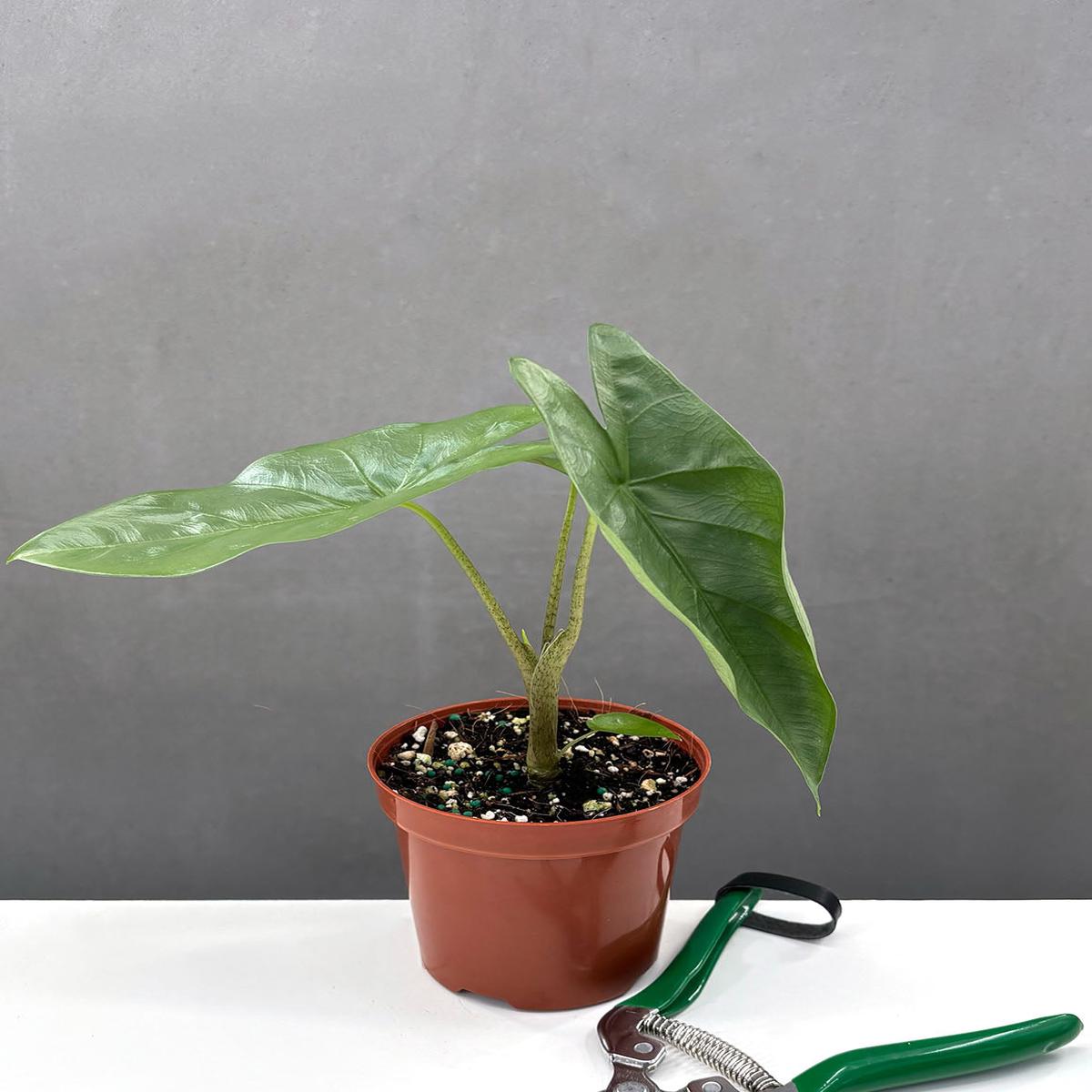 Alocasia Corazon