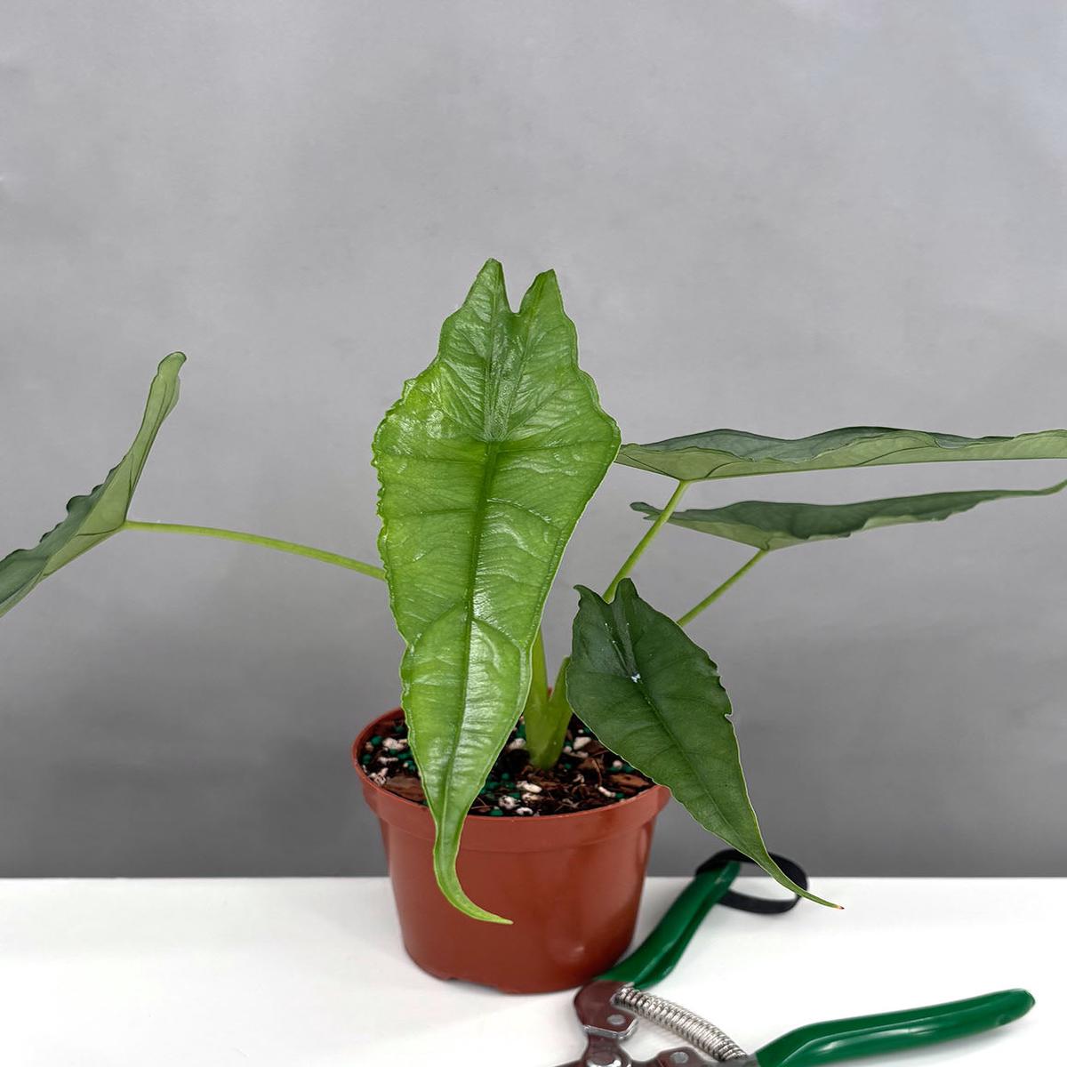 Alocasia Heterophylla Dragons Breath