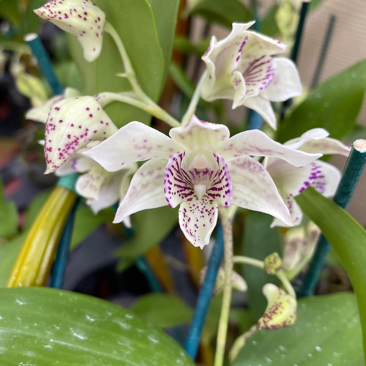 Den. Mini Snowflake x Roy Tokunaga (4" Pot) - Buds