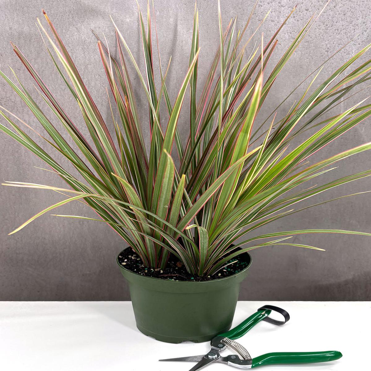 Dracaena Bicolor