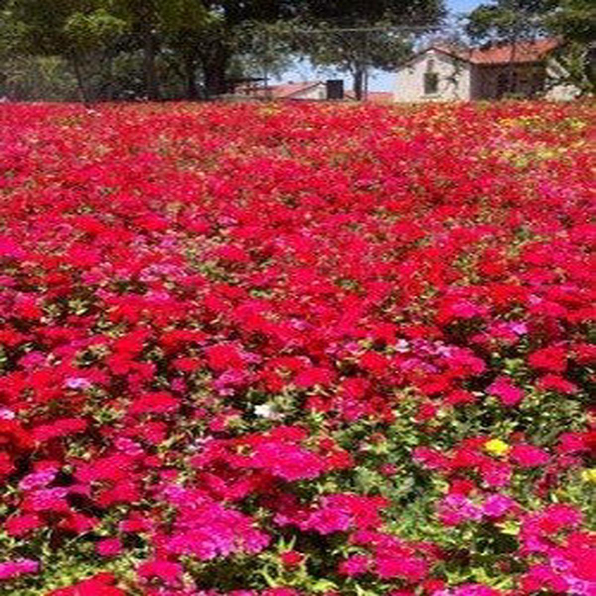 Drummond Phlox Red - 3236
