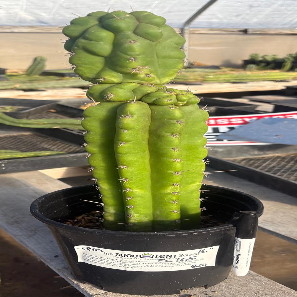 #EC165 EXACT Trichocereus Pachanoi Monstrose TPM Cactus 16
