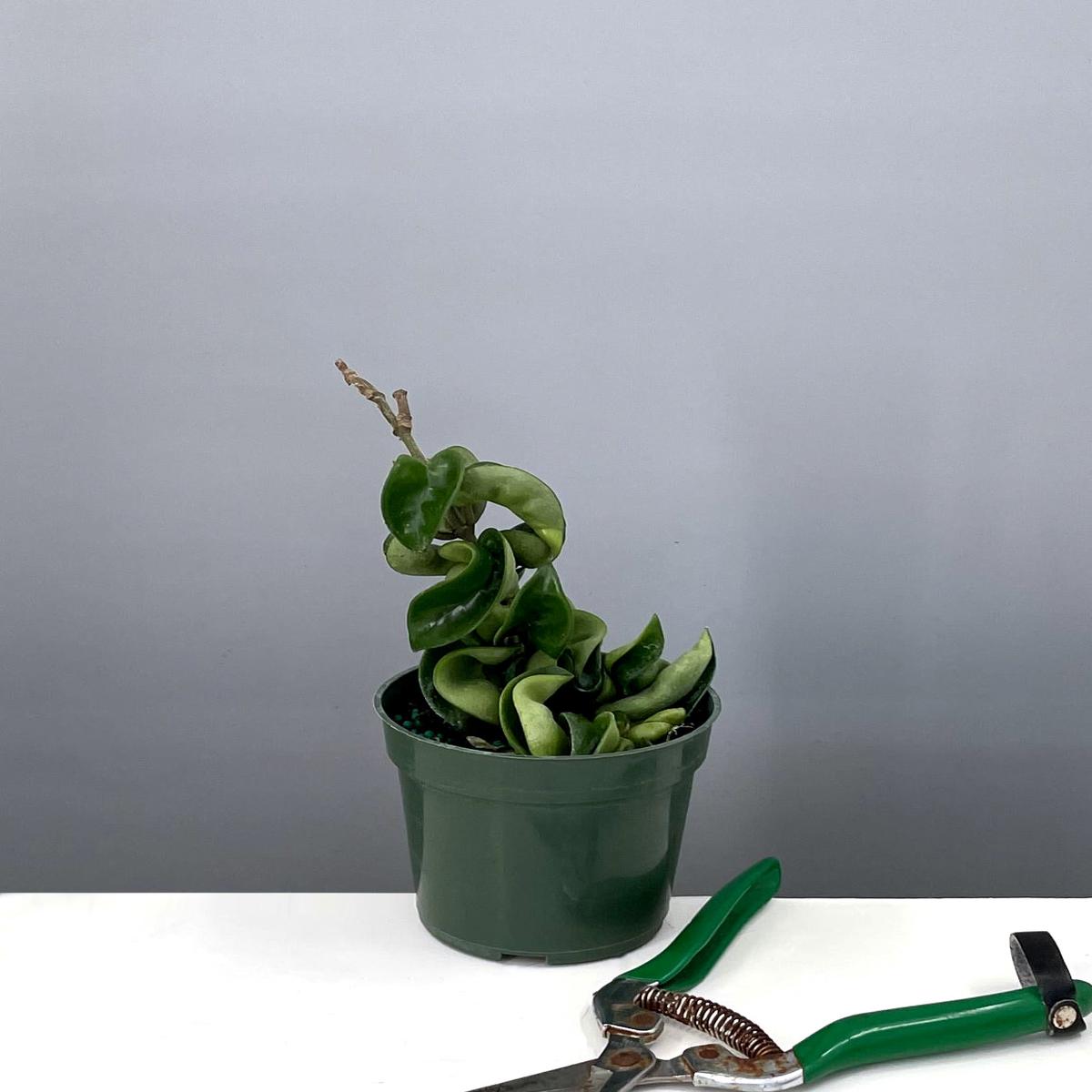 Hoya Compacta
