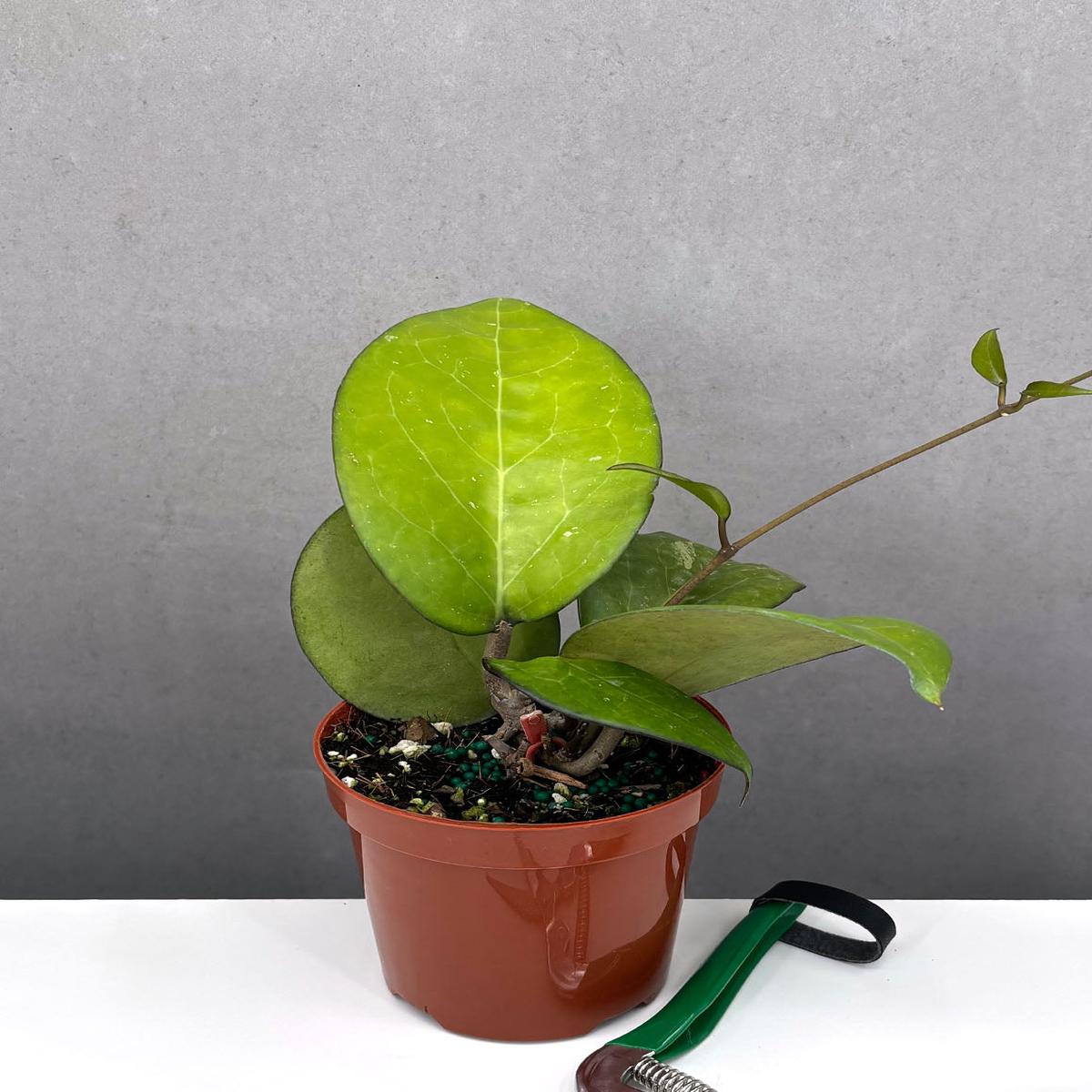 Hoya Fusco Marginata