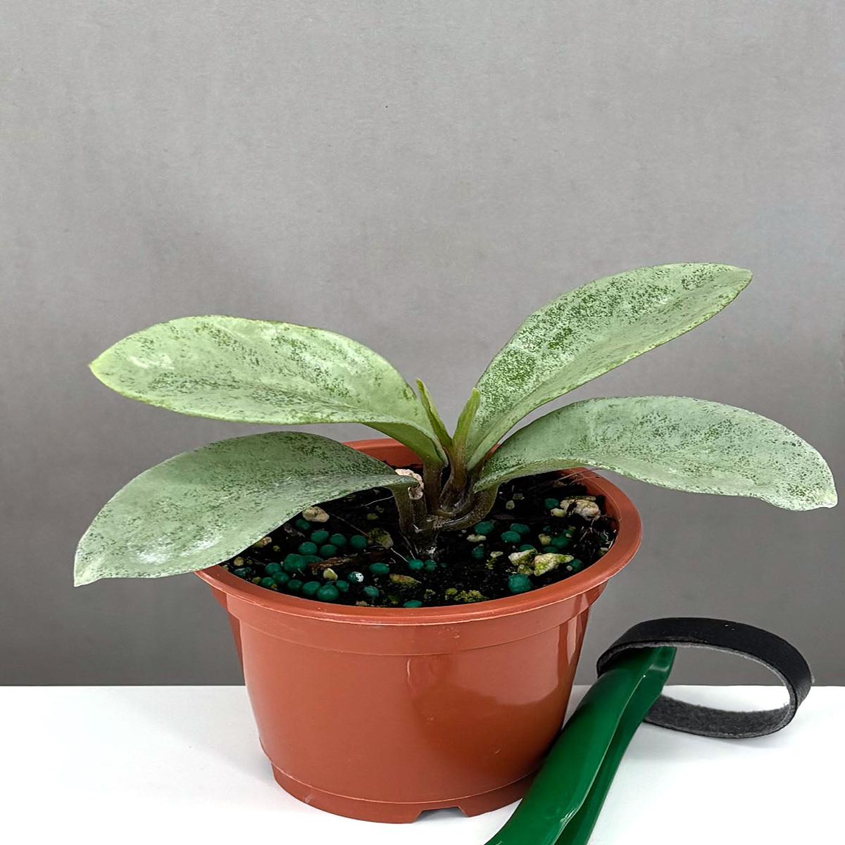 Hoya Nova Ghost