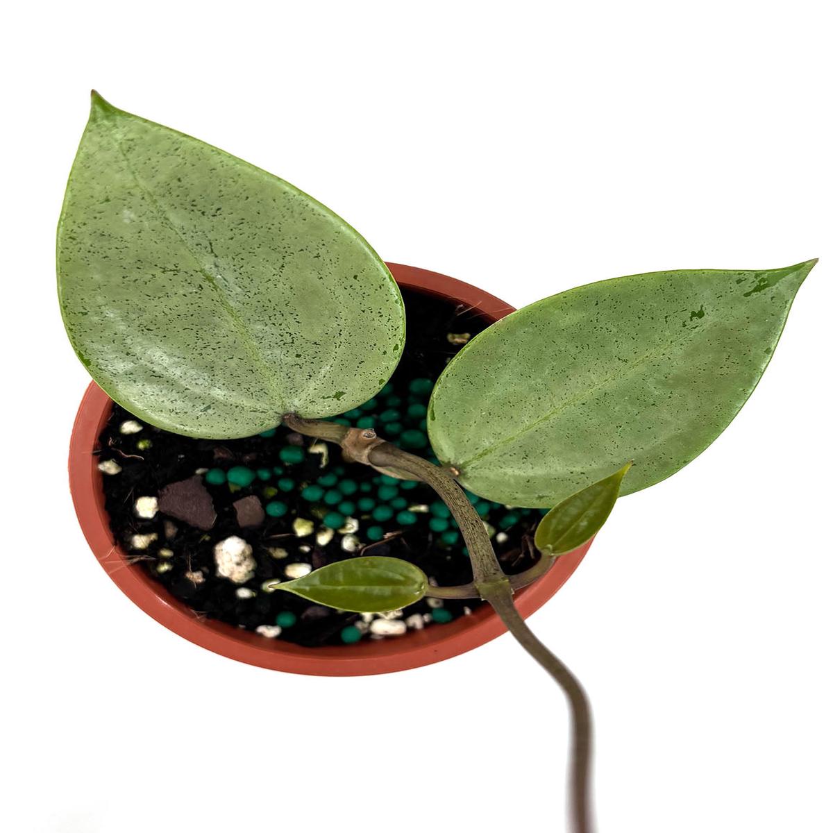 Hoya Verticillata Silver Heart