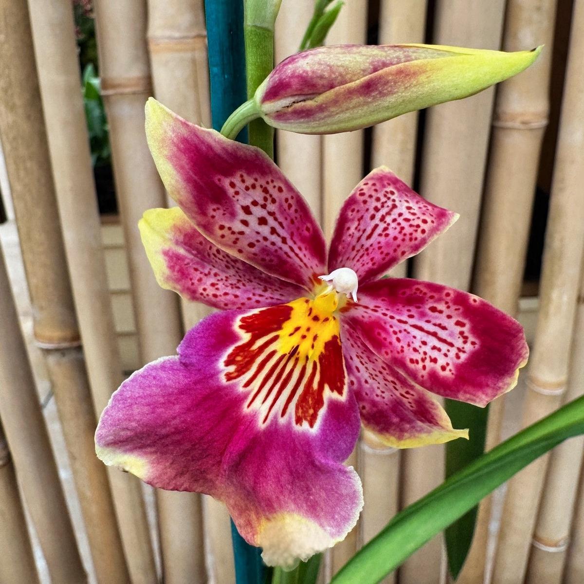 Oncidiopsis (Celtic Sun x Burgundian) 'Party Dress' (4" Pot) - Buds