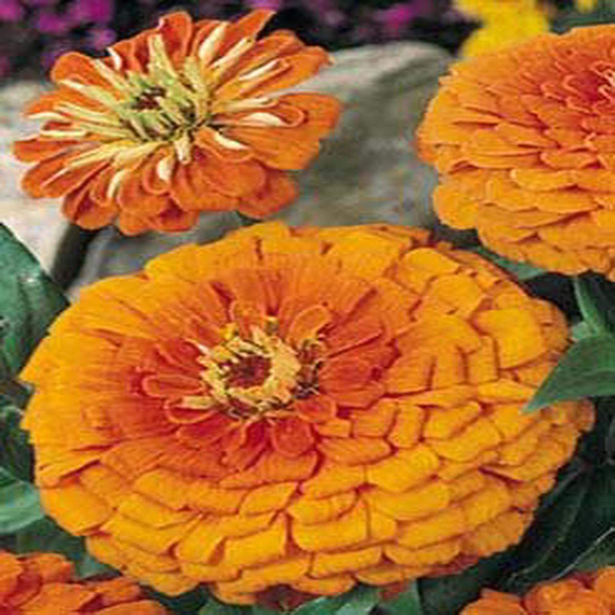 Orange King - 3662