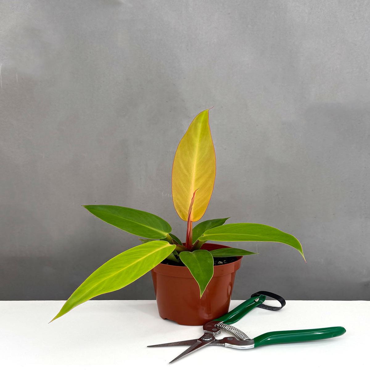 Philodendron Sun Red