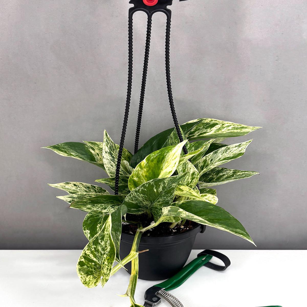 Pothos Marble Prince