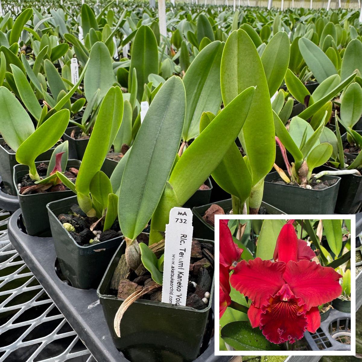 Rlc. Terumi Kaneko 'Volcano Red' (Starter- 2.75" Pot)