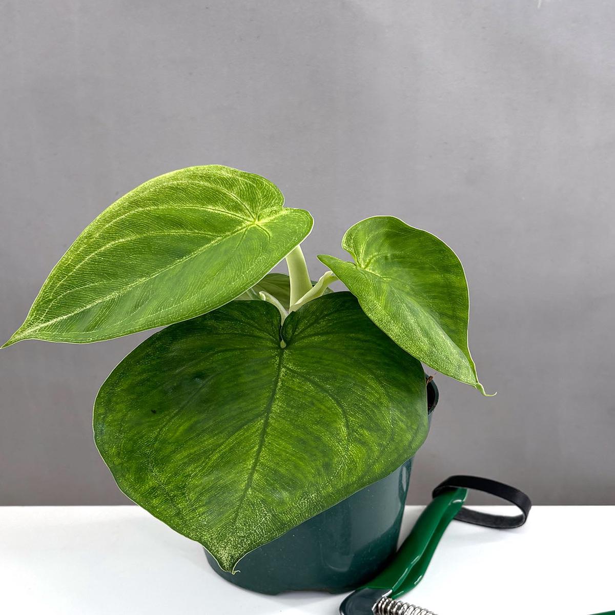 Syngonium Ice Frost