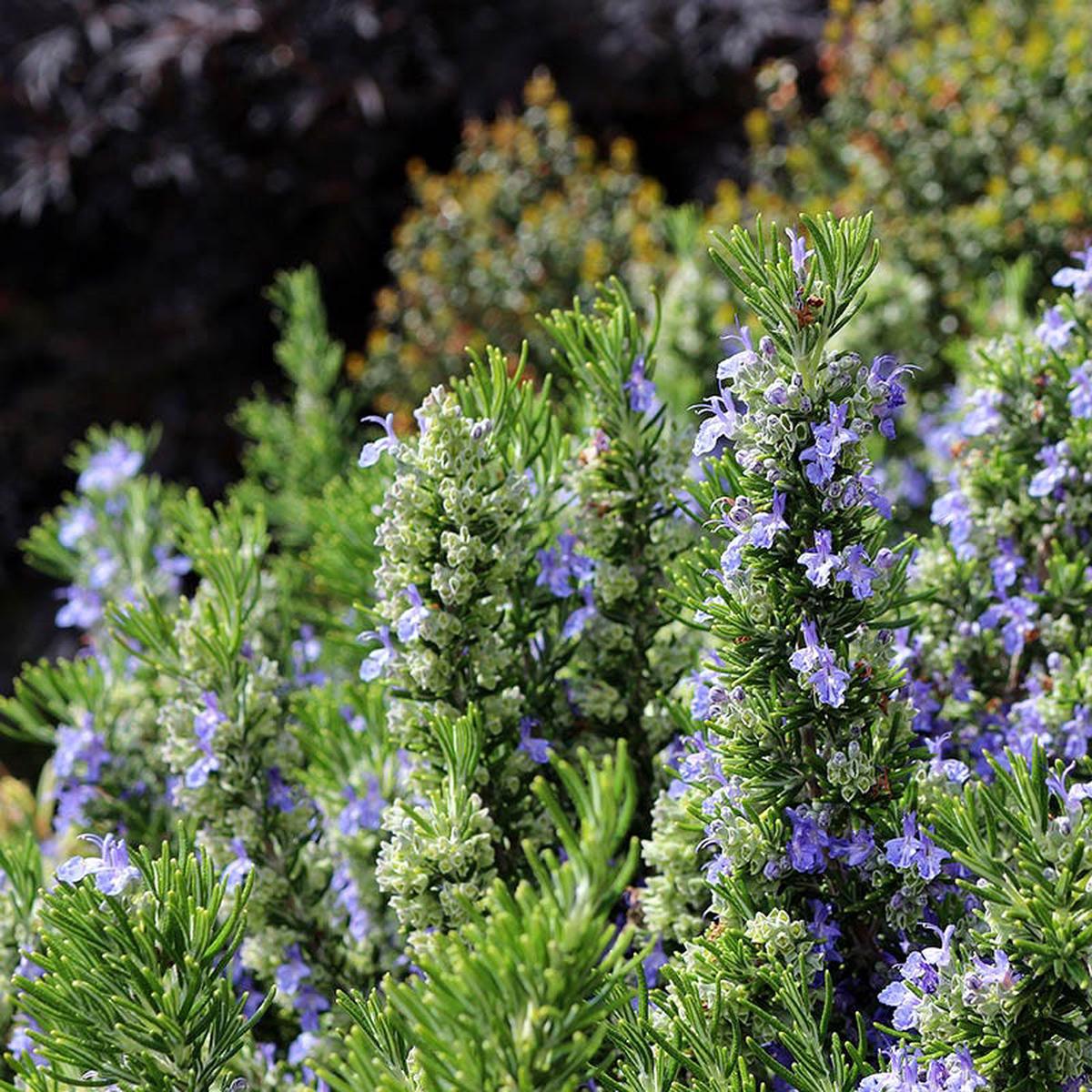 T or C Rosemary