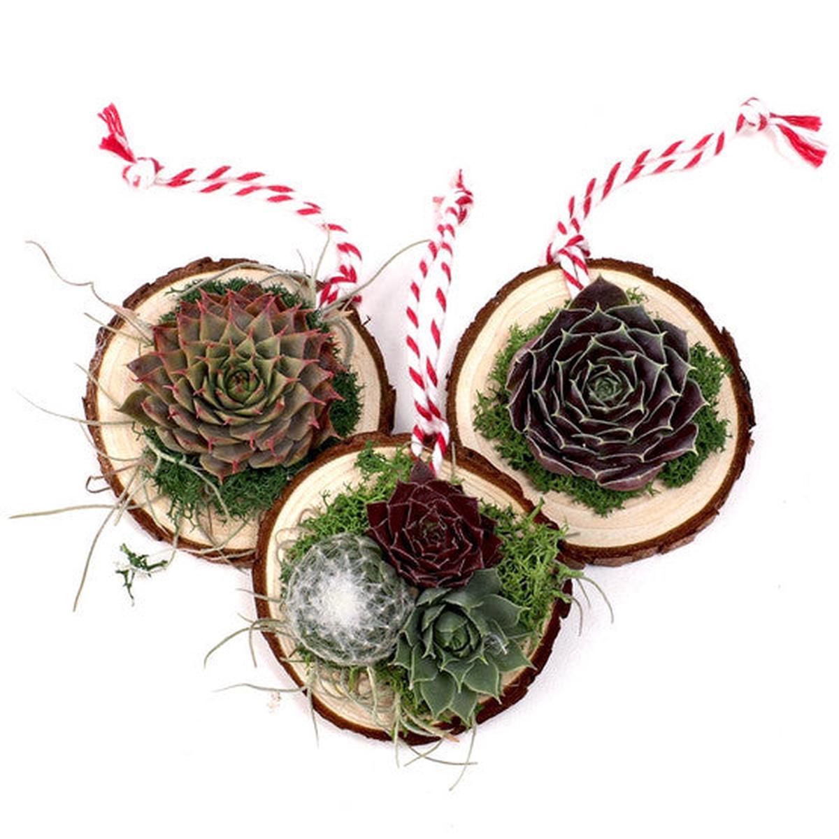 Wood Slice Rosettes 3-Pack - Succulent Ornaments