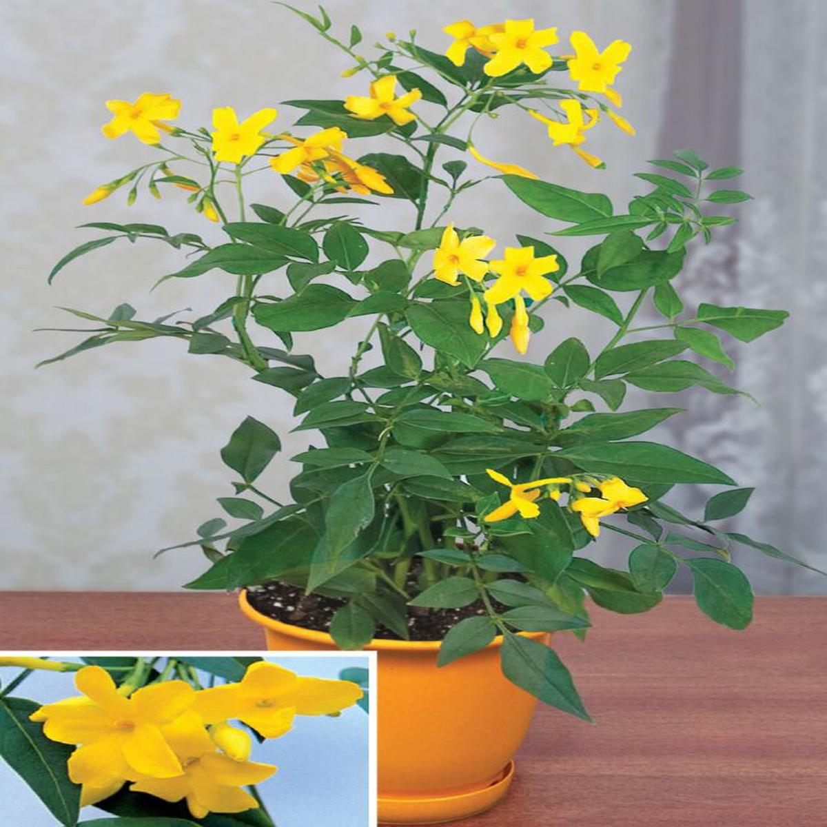 Yellow Jasmine Revolutum (Jasminum humile)